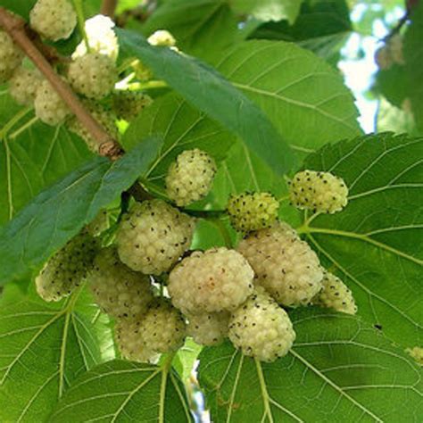 wholesale mulberries united states organic